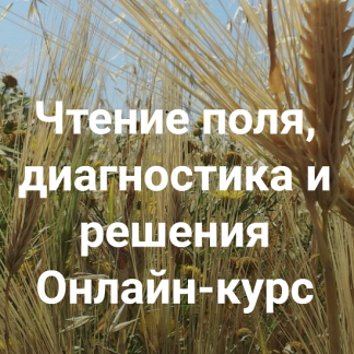 [Елена Веселаго] Чтение поля, диагностика и решения. Вся практика (2022) [Институт открытого поля]