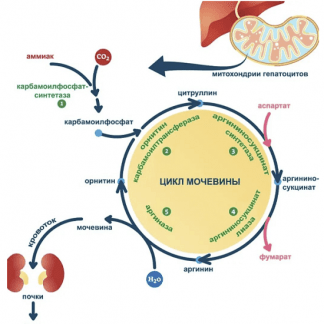 [Анна Тищенко] Закрытый канал "Цикл мочевины" (2023)