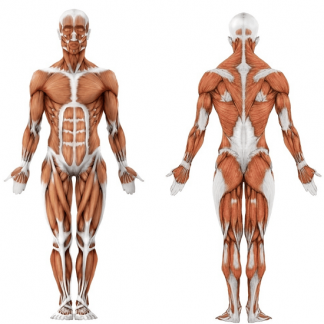 [Станислав Дробышевский] Анатомия человека. Часть 2 (2023) [Архэ]