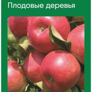 [Анна Акинина] Плодовые деревья (2024) [Школа нетипичного фермера]
