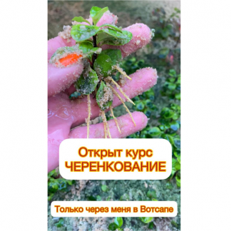 [Ева. Сад своими руками] Черенкование (2024)