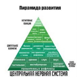 [Елена Костарева] Рефлексы - основа для успешного развития и обучения (2024) [Stepik]