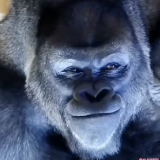 [Кошачья Бацыла] Подписка на контент (на месяц) (2025) [тариф Легенда]