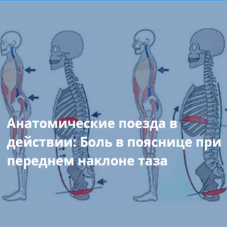 [Анна Щербина] Анатомические поезда в действии: боль в пояснице при переднем наклоне таза (2025) [Центр Практика]