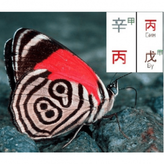 [Ольга Фандорина] Выбор профессии по Ци Мень. Вебинар 2 (2025)