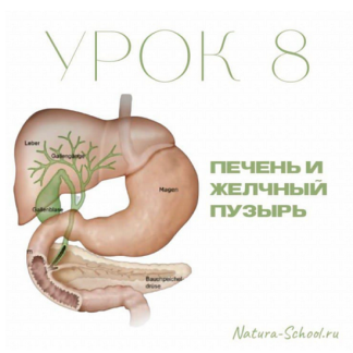[Олег Гитбиндер] Урок 8. Печень и желчный пузырь (2022) [Natura-School]